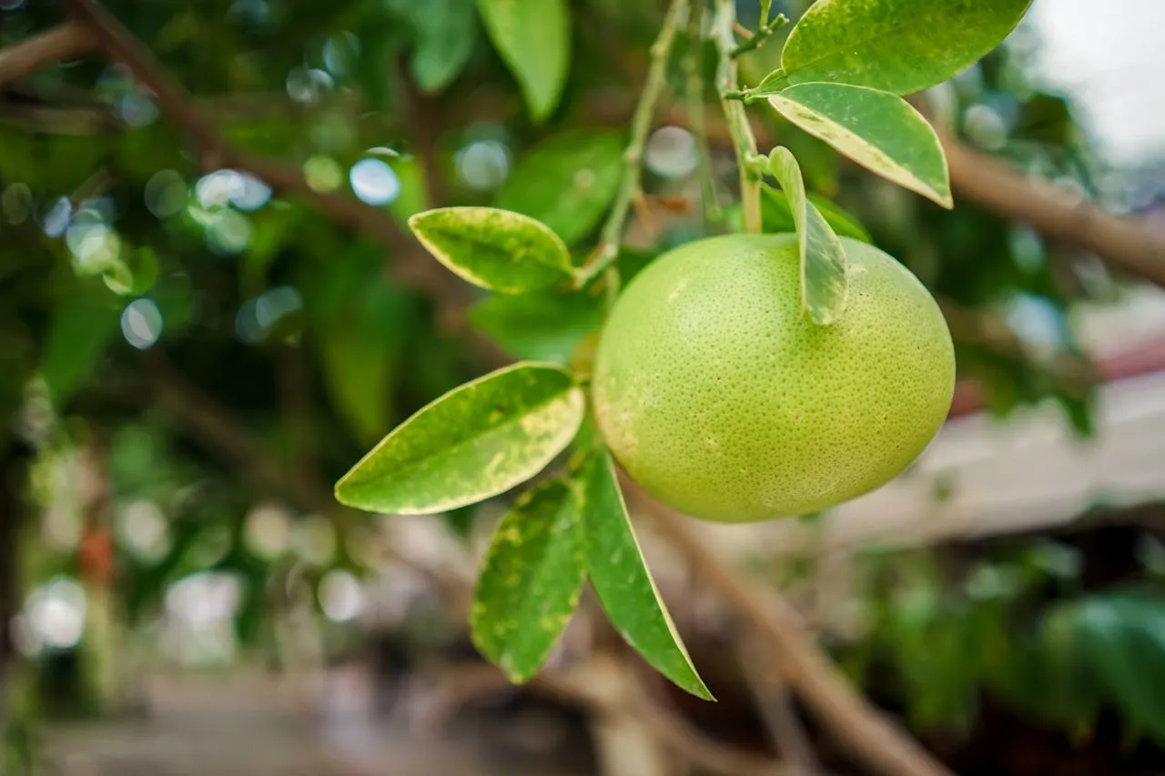 The Mormon CES Letter is Low-Hanging Fruit—Here's Why